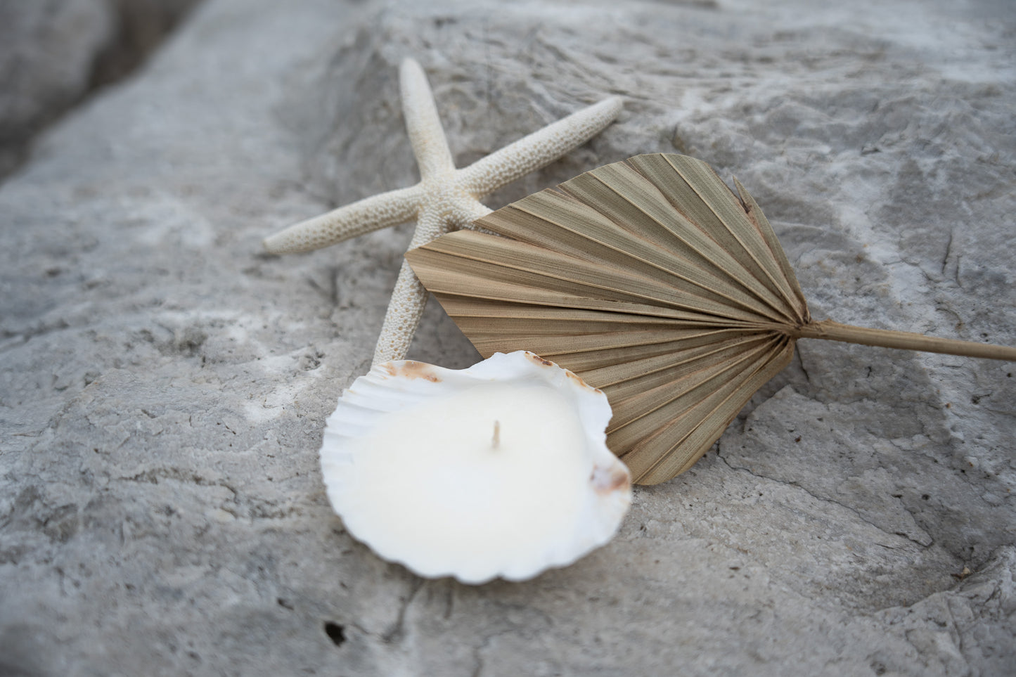 seashell tealight