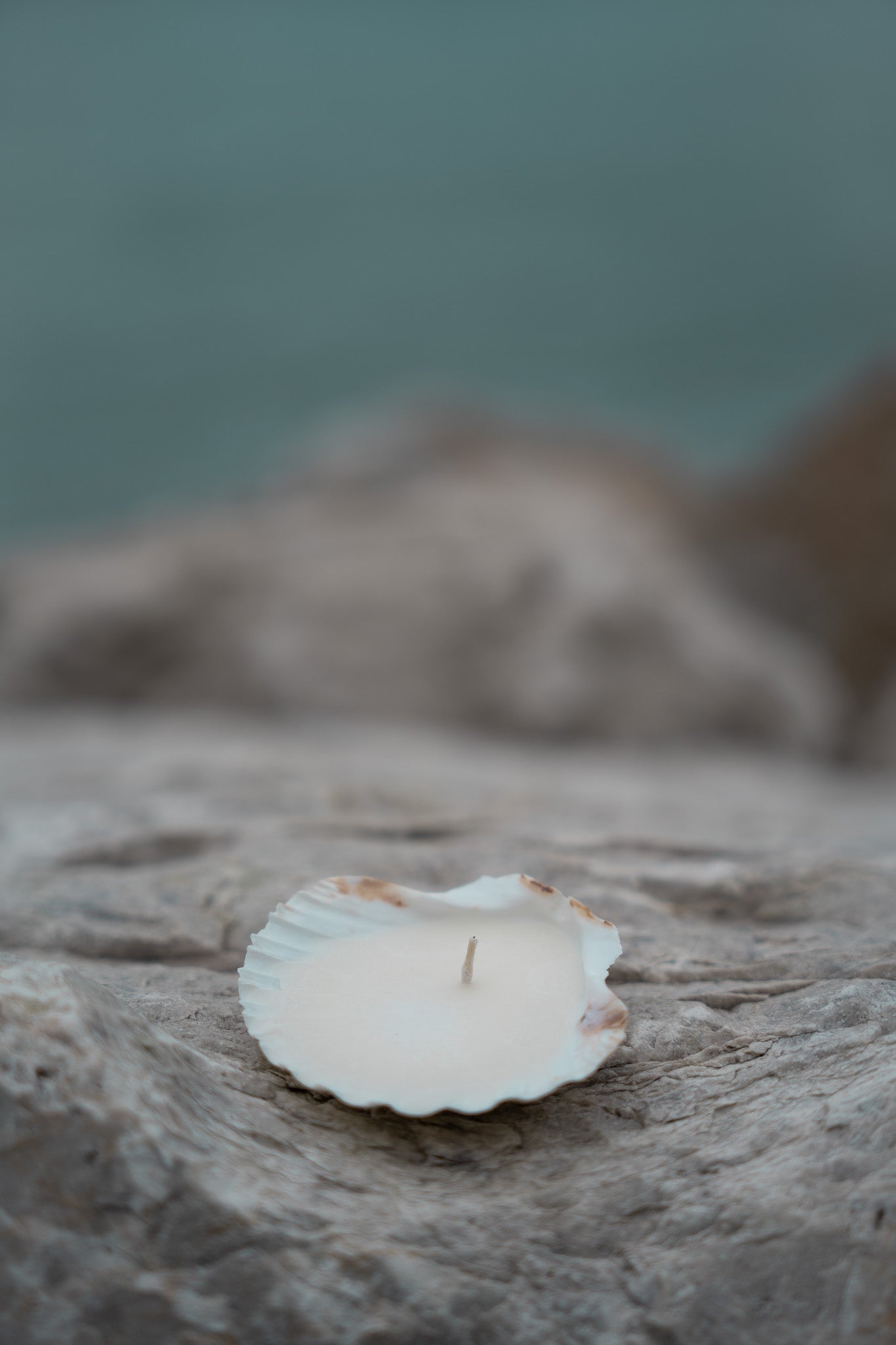 seashell tealight