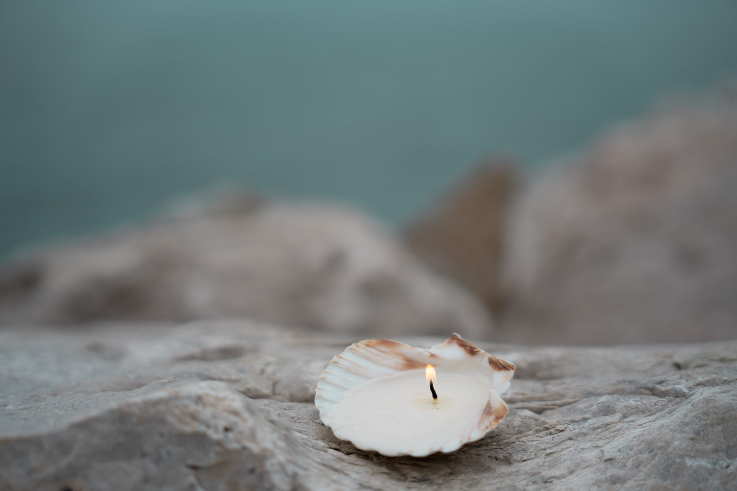 seashell tealight