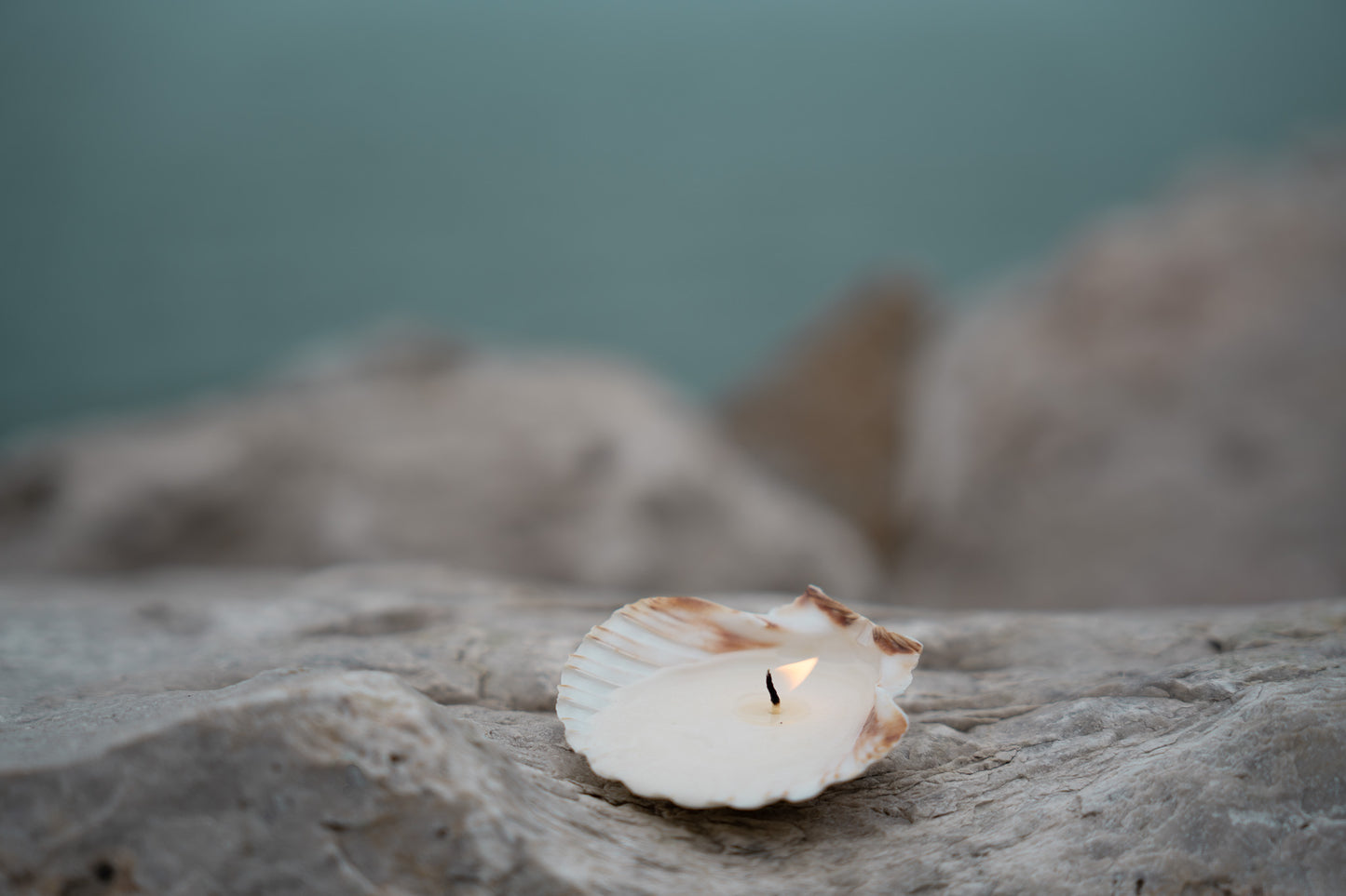 seashell tealight