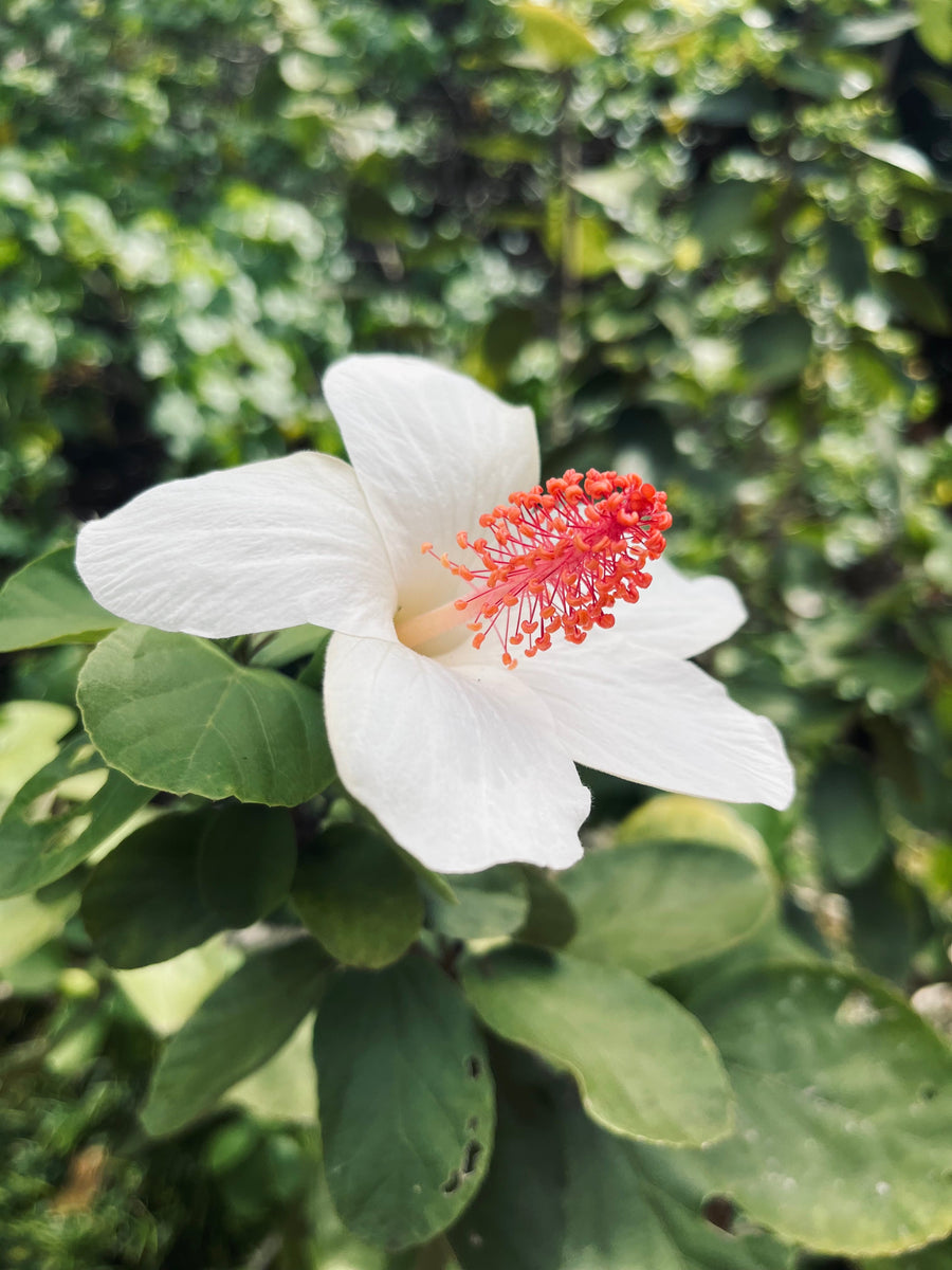 The Spring Equinox and Its Astrological Significance