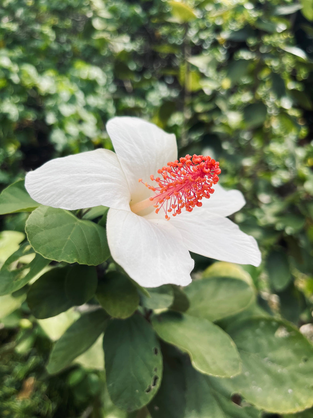 The Spring Equinox and Its Astrological Significance