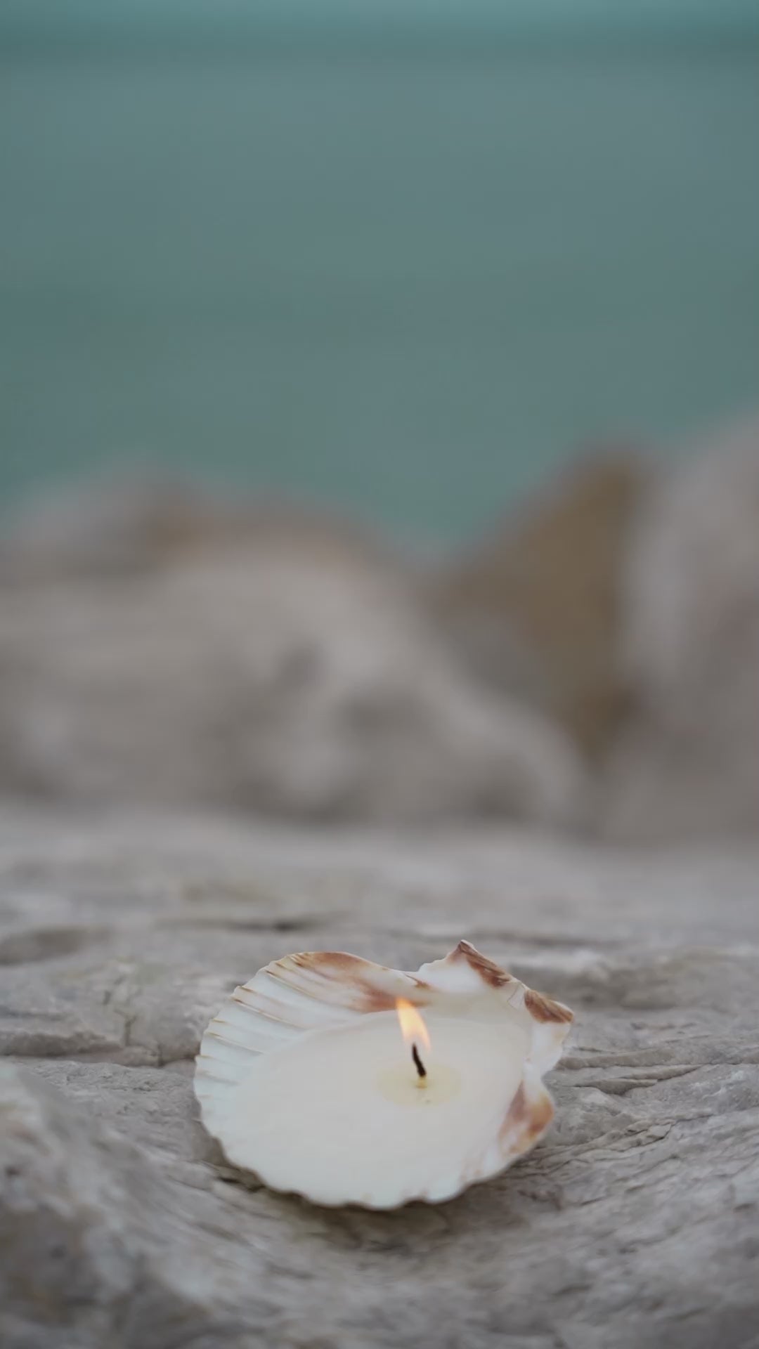 seashell tealight