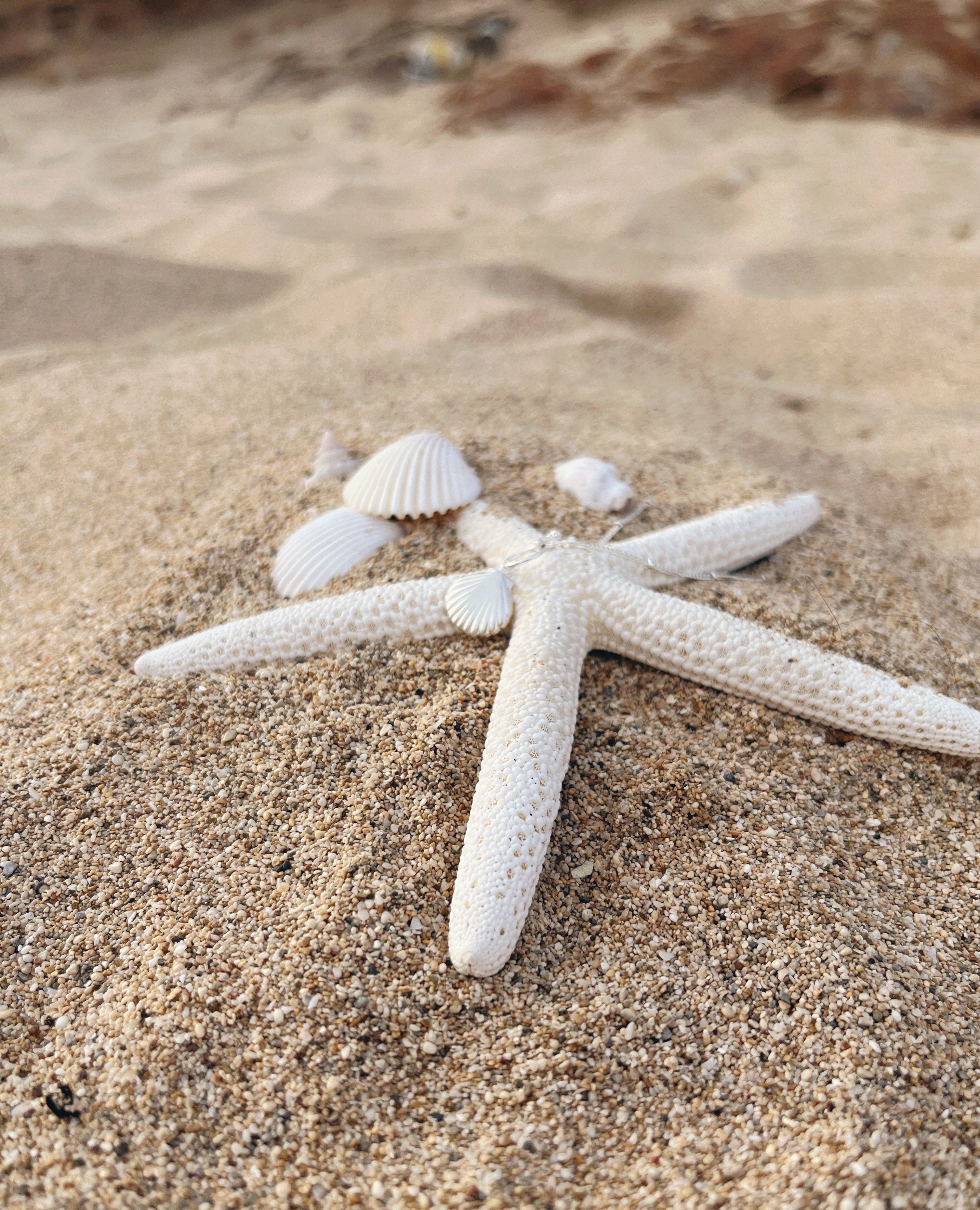 seashell necklace