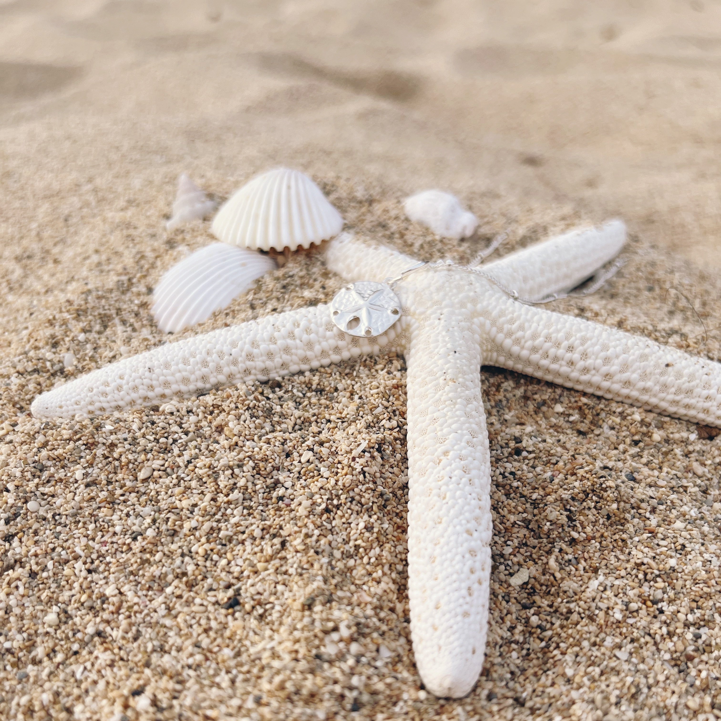 sand dollar necklace