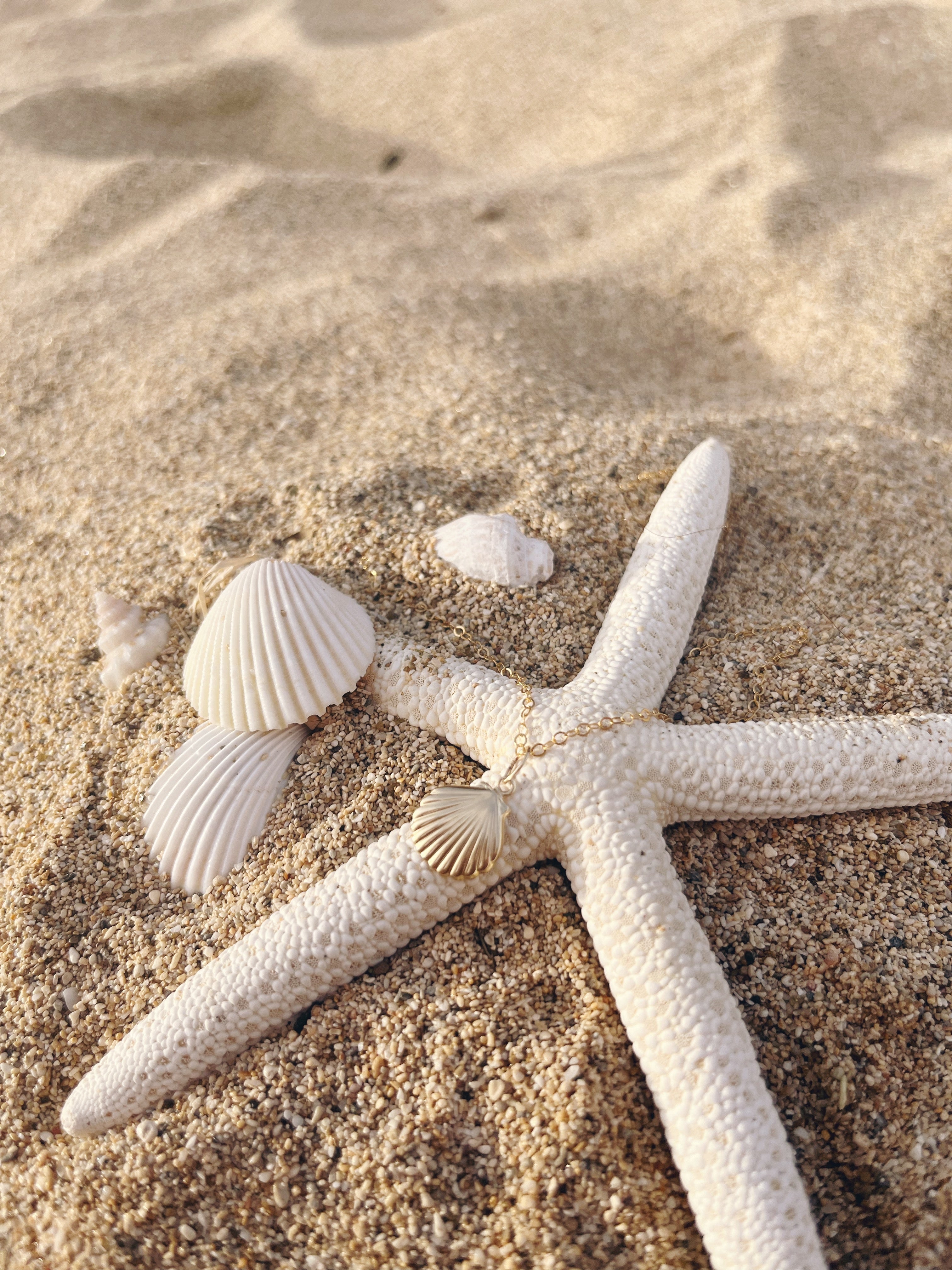 seashell necklace
